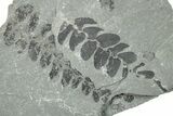 Pennsylvanian Fossil Fern (Neuropteris) Plate - Kentucky #252385-1